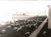 Etain air base France 1965 - Mowing Detail